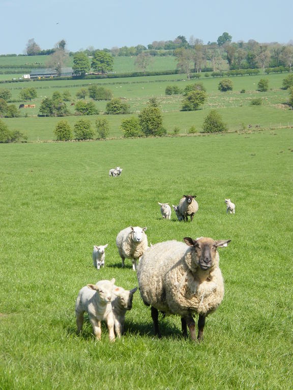 Riverfield Bed And Breakfast Gorey Esterno foto