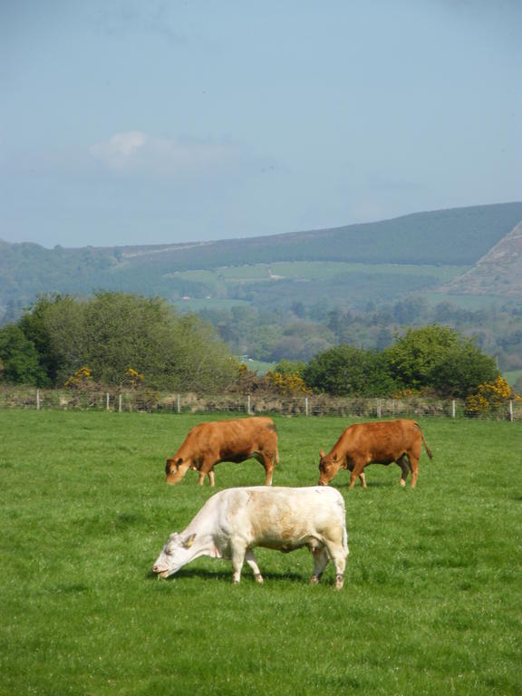 Riverfield Bed And Breakfast Gorey Esterno foto